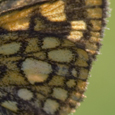 Carterocephalus palaemon